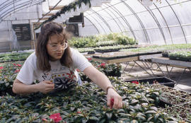 Photograph of a Student Tending to Plants in the Greenhouse