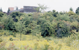 Photograph of the Arboretum