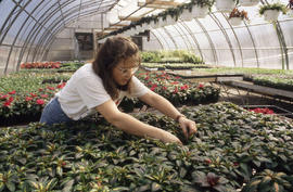 Photograph of a Student Tending to Plants in the Greenhouse