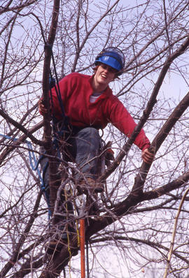 Photograph of Arboriculture students getting first hand experience pruning a tree.