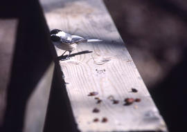 Photograph of a sparrow in the Arboretum