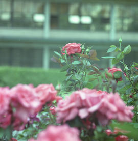 Photograph of roses by the A Building