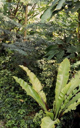 A photograph of foliage in the Arboretum