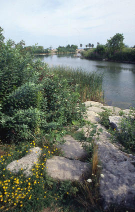 Photograph of a view of the pond in the arboretum