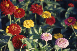 Photograph of zinnias in the arboretum