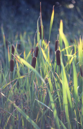 Photograph of cattails growing amongst the reeds in the arboretum.