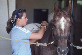Photograph of an Equine student grooming a horse