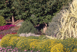Photograph of flowers blooming in the arboretum