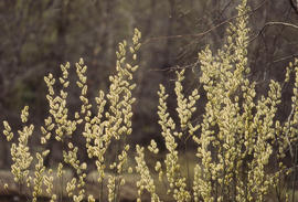 Photograph of pussy willows growing in the arboretum.