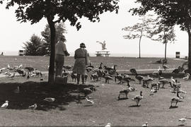 Photograph of a senior couple feeding geese in a Lakeshore park