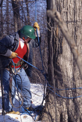 Photograph of Arboriculture students pruning a tree