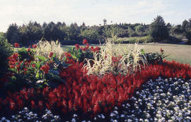 Photograph of landscaped gardens in the arboretum