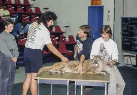 Photograph of a cougar and its handlers