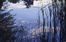 Photograph of a reflection of the blue sky and white clouds on the pond in the arboretum.