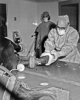 Photograph of a Veterinarian Performing Surgery on a Horse's Leg
