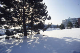 Photograph of the Winter Landscape
