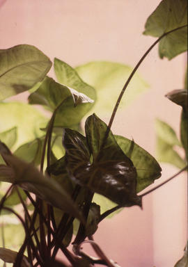 A photograph of a plant