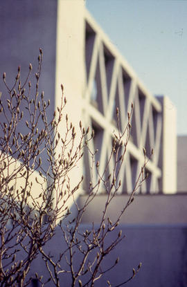 Photograph of a budding tree close to a North campus building