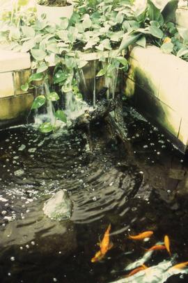 Photograph of Koi fish in a decorative pond next to the greenhouse building "G".