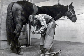 Photograph of a Student Re-Shoeing a Horse in the Equine Centre