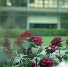 Photograph of roses by A Building
