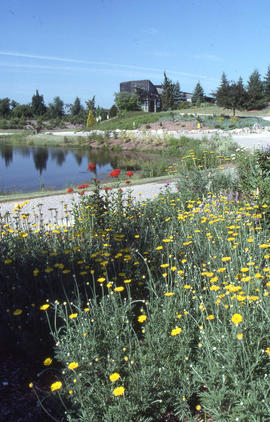 Photograph of flowers in the Arboretum