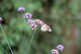 Photograph of a monarch butterfly perched on a flower in the arboretum.