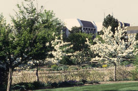 Photograph of a view of the north campus as seen through the flowering trees of the arboretum.