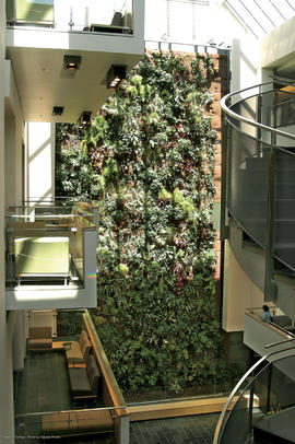 Photograph of the living plant wall