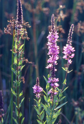 Photograph of purple loosestrife growing in the arboretum