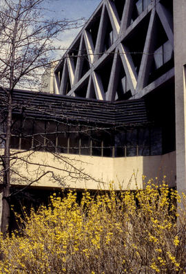 Photograph of trees and shrubs close to campus building