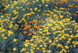 Photograph of landscaped gardens in the arboretum