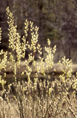 Photograph of pussy willows growing in the arboretum.