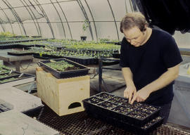 A photograph of a Landscape student plating seedlings