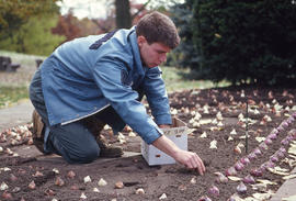 Photograph of flower bulbs being sowed