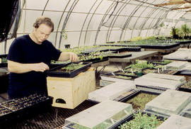 A photograph of a Landscape student with trays of seedlings