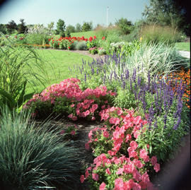 Photograph of a flowerbed in the Arboretum
