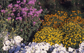 Photograph of a landscaped gardens in the Arboretum containing a variety of plants and flowers.
