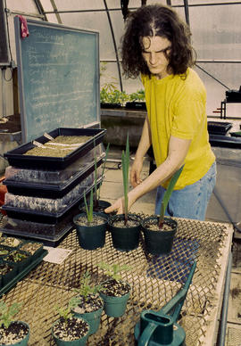 A photograph of a Landscape student in the greenhouse