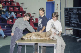 Photograph of a cougar enjoying the attention its receiving at the Wildlife Seminar