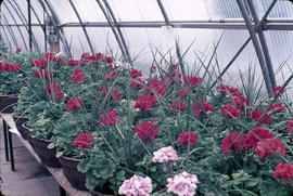 Photograph of Potted Geraniums Inside The Greenhouse