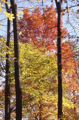 Photograph of Fall colours in the Arboretum.