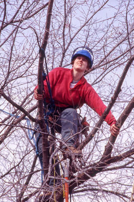 Photograph of Arboriculture students getting first hand experience pruning a tree.