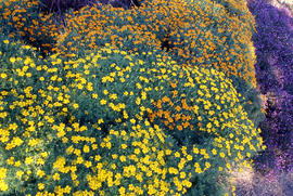 Photograph of landscaped gardens