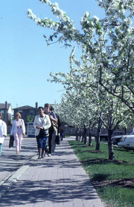 Photograph of people walking to Humber College