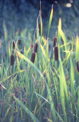 Photograph of cattails growing amongst the reeds in the arboretum