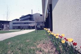 Tulips planted outside power plant : [photograph]
