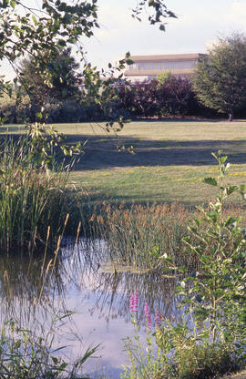 Photograph of a pond in the Arboretum