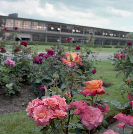 Photograph of the roses by the A Building