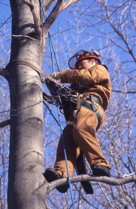 A photograph of a Landscape student climbing a tree